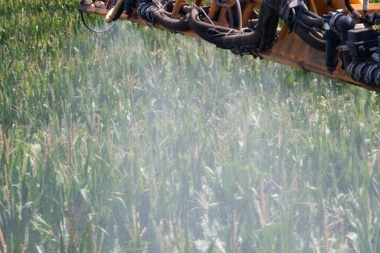 canva corn spraying MADFEE ICPA