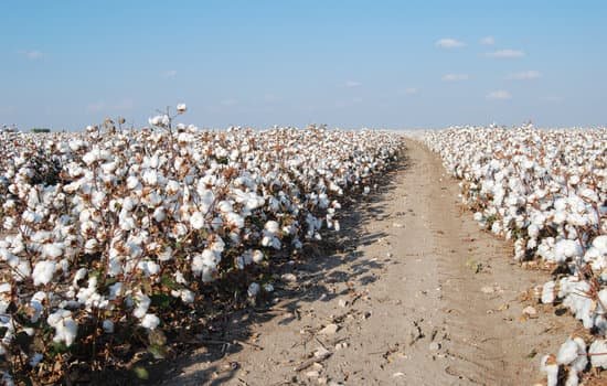 canva cotton MAEEwMDO3kU
