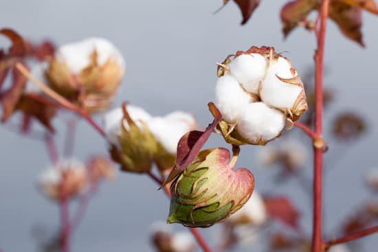 canva cotton boll MADerOlMURM