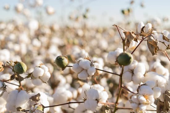 canva cotton crop in full bloom MADaAh98zBQ