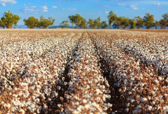 canva cotton crops MADaAcoNZ0E