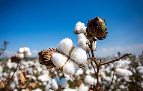 canva cotton field agriculture fresh organic naturel life MADerKJHEW0