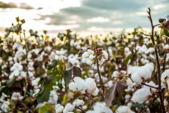 canva cotton field plantation texture background MADauqKQlc4