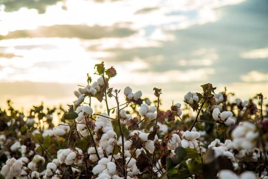 canva cotton field plantation texture background MADesSSk5rM