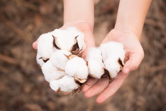 canva cotton in boys hands MADeq SCW18