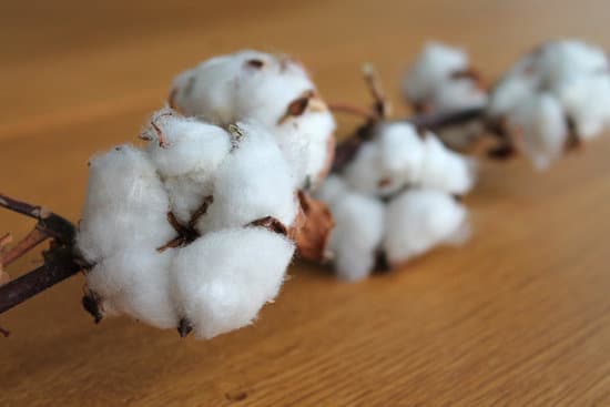 canva cotton plant branch MADQ4sKJsqw