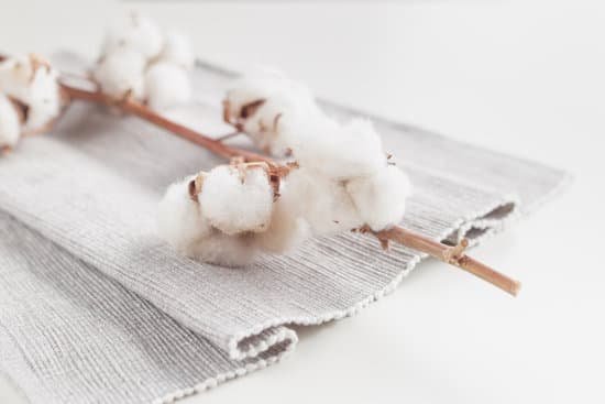 canva cotton plant flower branch on white background MADatHRSqcY