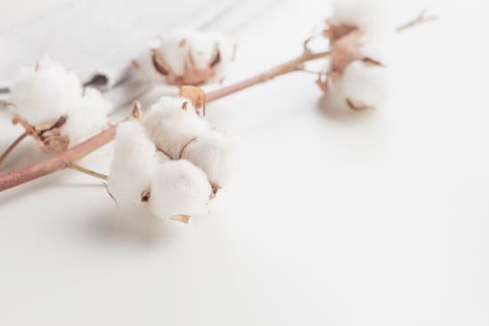 canva cotton plant flower branch on white background MADatM0Cep0