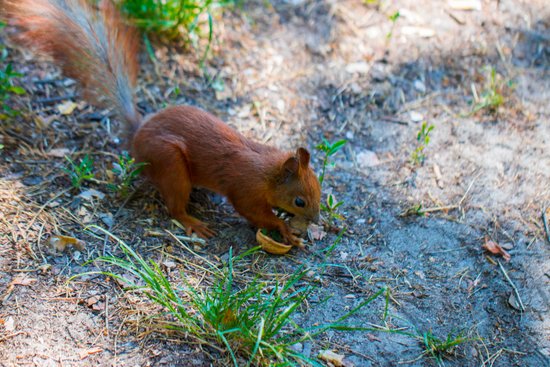 canva curious squirrel. red squirrel. squirrel. forest MADFzY3ooW4