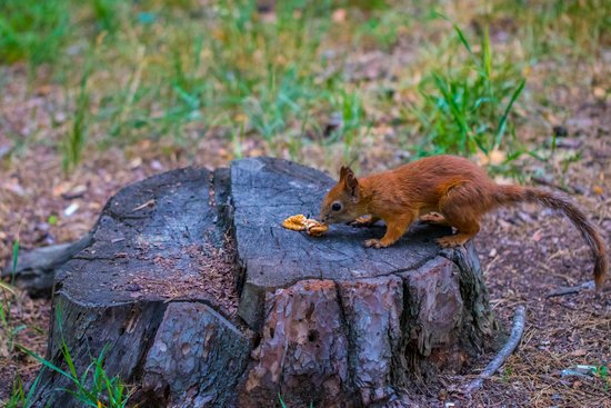 canva curious squirrel. red squirrel. squirrel. forest