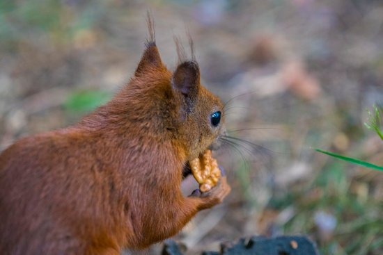 canva curious squirrel. red squirrel. squirrel. forest MADFzbbg3 Y