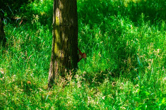 canva curious squirrel. red squirrel. squirrel. forest MADFziwGbgM