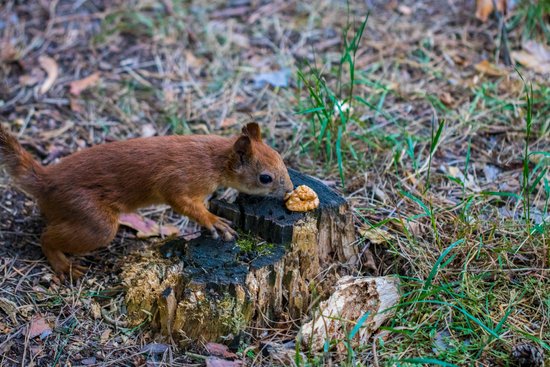 canva curious squirrel. red squirrel. squirrel. forest MADFzl7olto