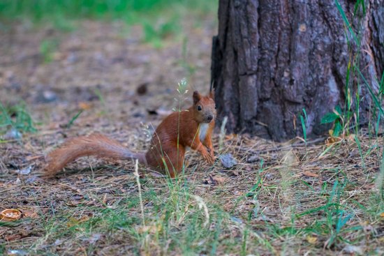 canva curious squirrel. red squirrel. squirrel. forest MADFzu9OR1Q