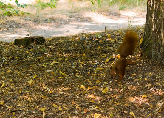 canva curious squirrel. red squirrel. squirrel. forest. MADGB6bdg7M