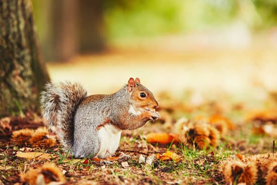 canva cute and hungry squirrel MADasV1EQTE