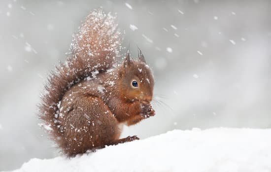 canva cute red squirrel sitting in the snow covered with snowflakes MADapTOZF44