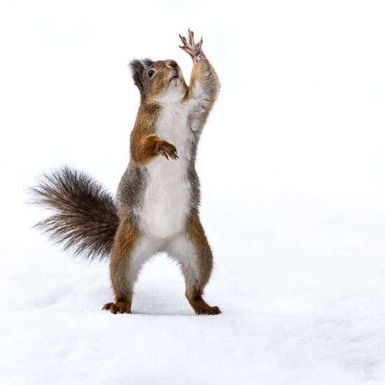 canva cute squirrel standing on the snow MAC4EfV86eA