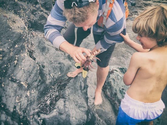 canva daddy shows son a crab while son laughs MAEFnHs2Q80