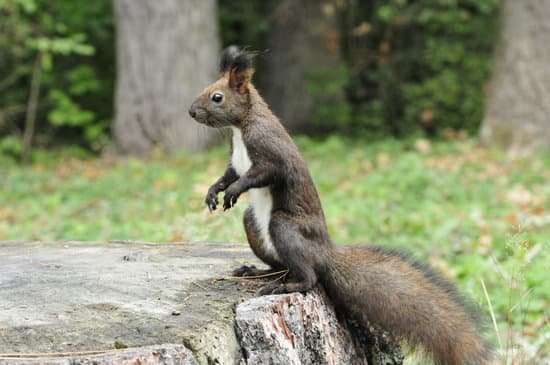 canva dark brown squirrel. squirrel.