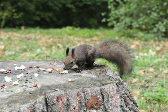 canva dark brown squirrel. squirrel.