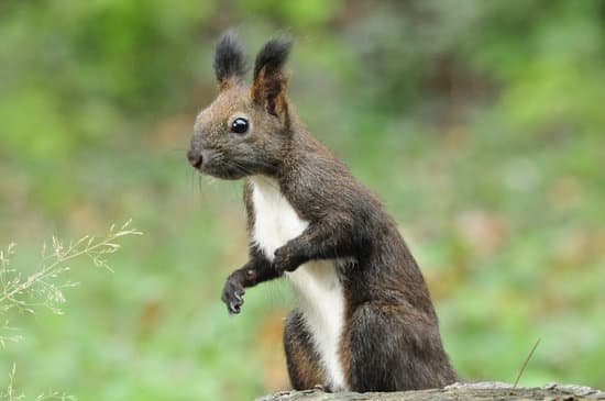 canva dark brown squirrel. squirrel. MADBAD94dDo