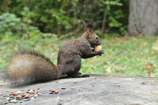 canva dark brown squirrel. squirrel. MADBAEYVeJg