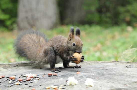 canva dark brown squirrel. squirrel. MADBAFFkvmQ