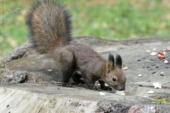 canva dark brown squirrel. squirrel. MADBAFMu7ts