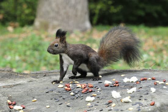 canva dark brown squirrel. squirrel. MADBAGvIlpc