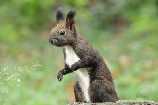 canva dark brown squirrel. squirrel. MADBAHiNIu0