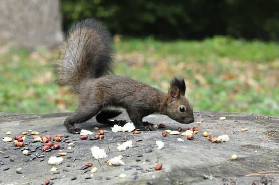 canva dark brown squirrel. squirrel. MADBAJamY3I