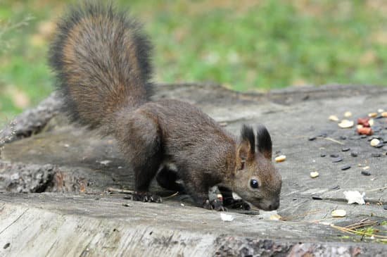 canva dark brown squirrel. squirrel. MADBALt9gAU