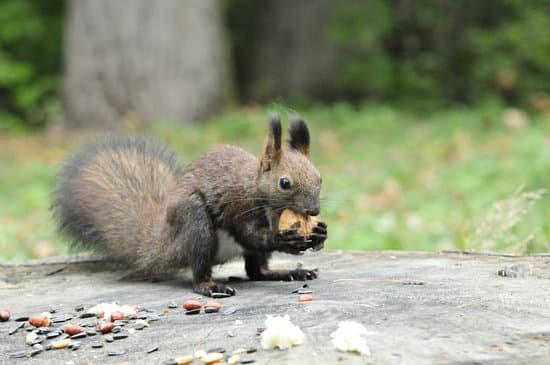 canva dark brown squirrel. squirrel. MADBAM6tW3s