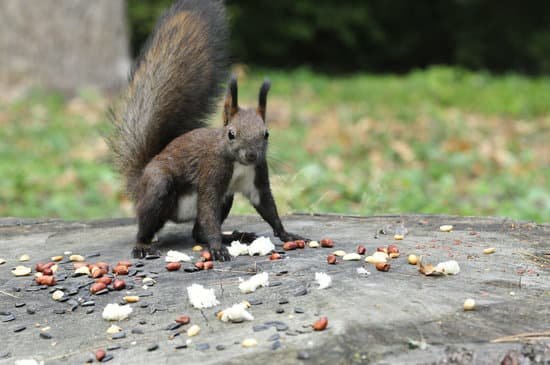 canva dark brown squirrel. squirrel. MADBAMdWgOw