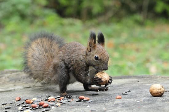 canva dark brown squirrel. squirrel. MADBAOinML0