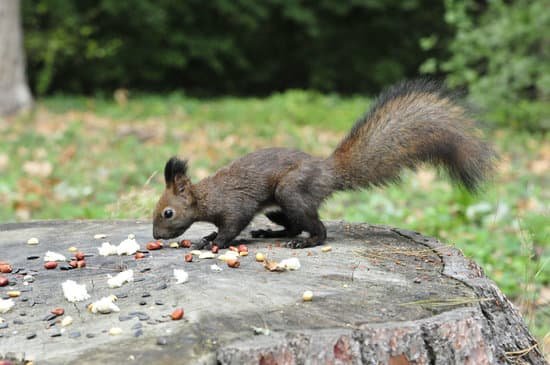 canva dark brown squirrel. squirrel. MADBAOnRn34