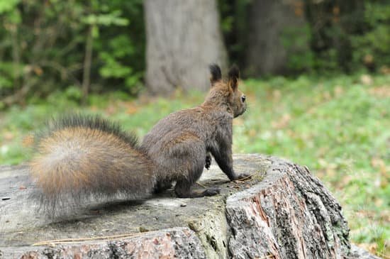 canva dark brown squirrel. squirrel. MADBAOqN0TY