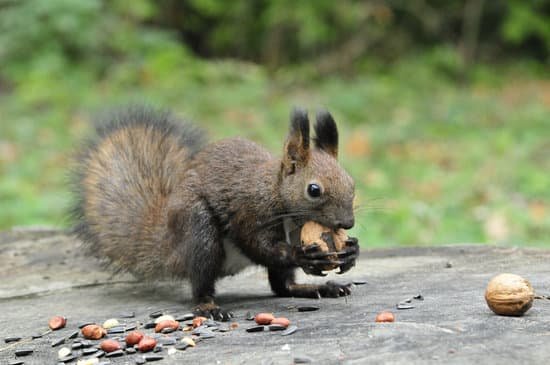 canva dark brown squirrel. squirrel. MADBAPHWeVQ