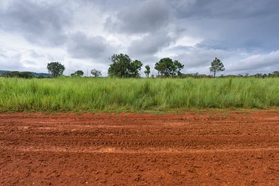 canva dirt roadside view with the meadow