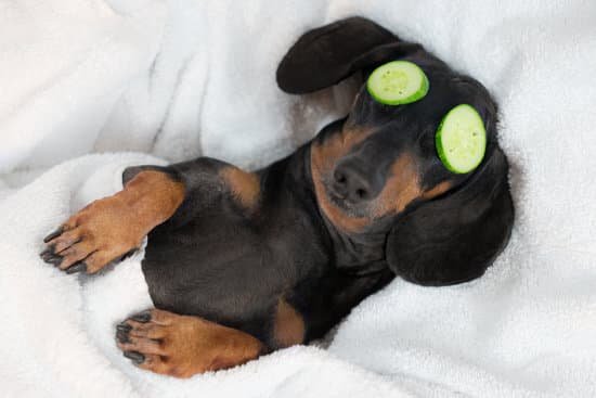 canva dog dachshund black and tan relaxed from spa procedures on face with cucumber covered with a towel MADerNVhZtQ
