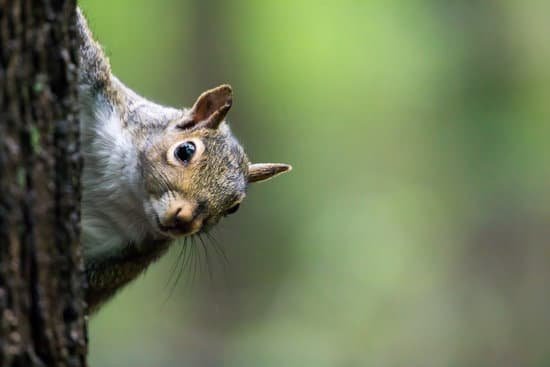 canva eastern gray squirrel sciurus carolinensis MAC4ESfFvto