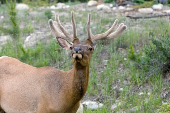 canva elk MAC6wR5UJb8