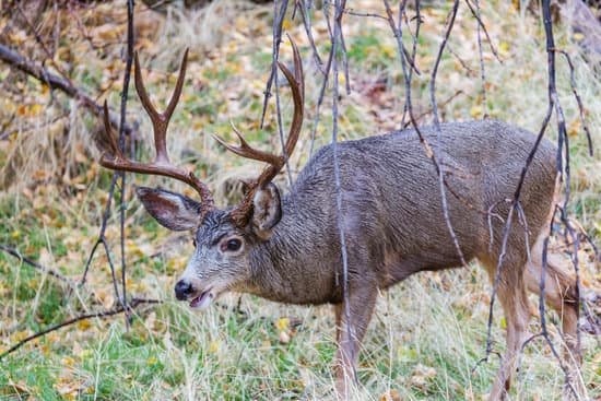 canva elk MACHUYiRSDY