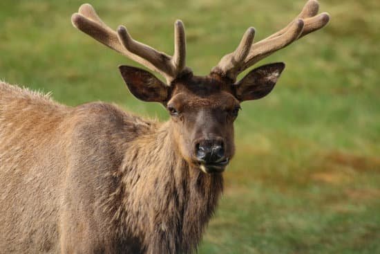 canva elk MAC F39sVHA