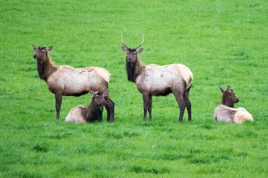 canva elk MAD32dtgNEc