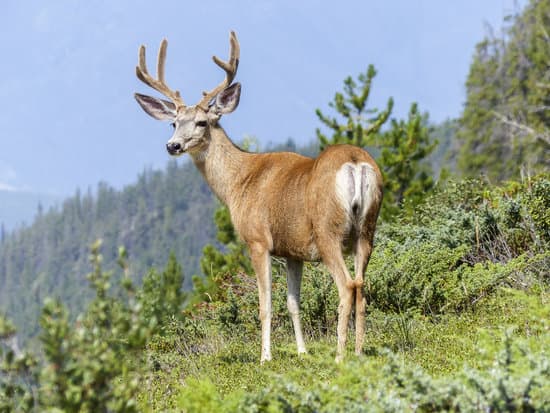 canva elk MADB2qyhRDQ
