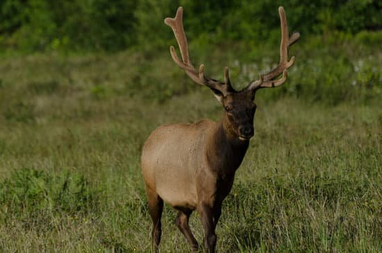 canva elk MADBVrtuyg4