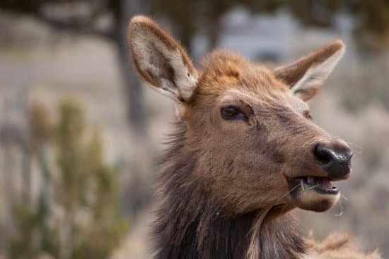 canva elk MADBWf9SNCY