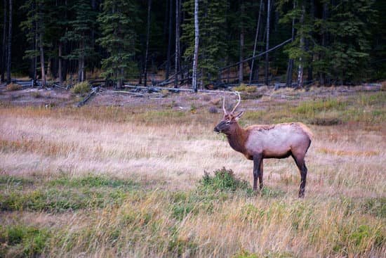 canva elk